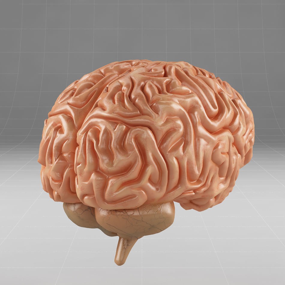 Human Brain 3D Model – Anatomical Structure, PBR Textures, FBX - View 4