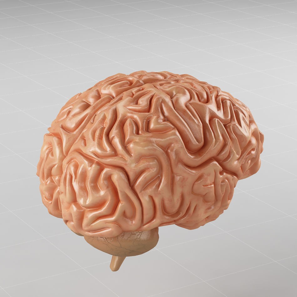 Human Brain 3D Model – Anatomical Structure, PBR Textures, FBX - View 5