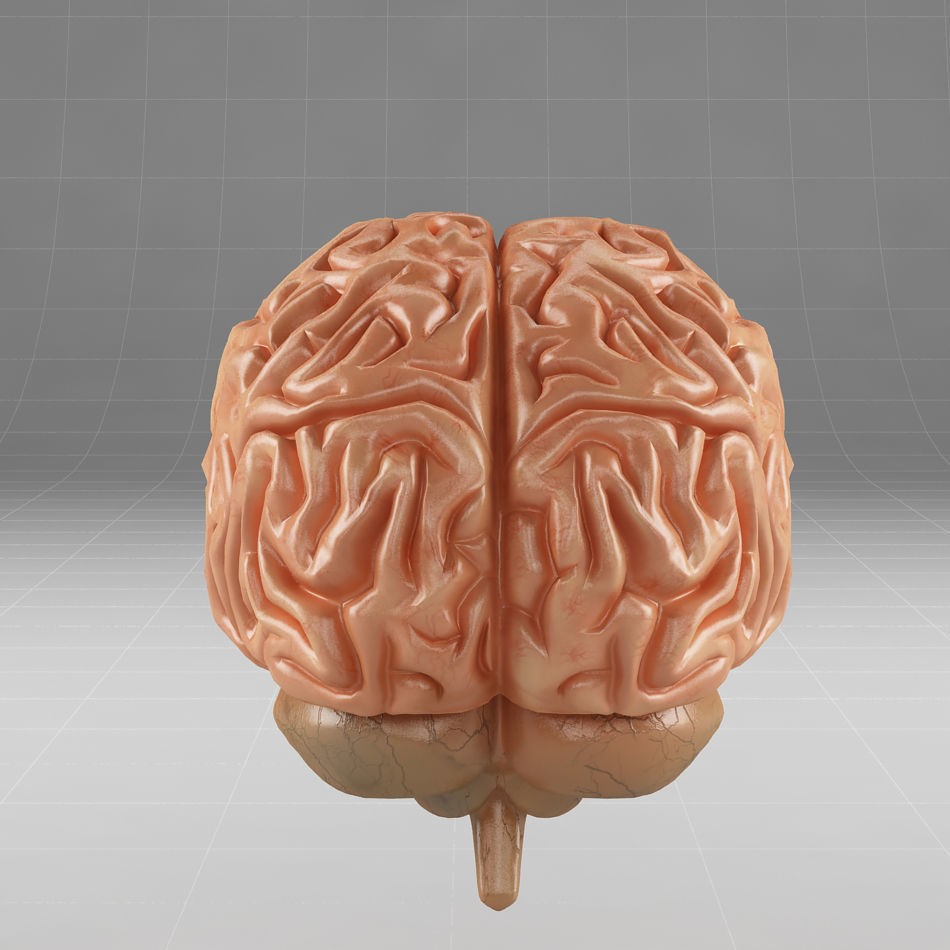 Human Brain 3D Model – Anatomical Structure, PBR Textures, FBX - View 6