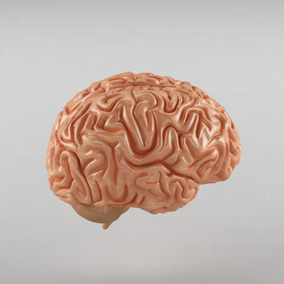 Human Brain 3D Model – Anatomical Structure, PBR Textures, FBX - View 7