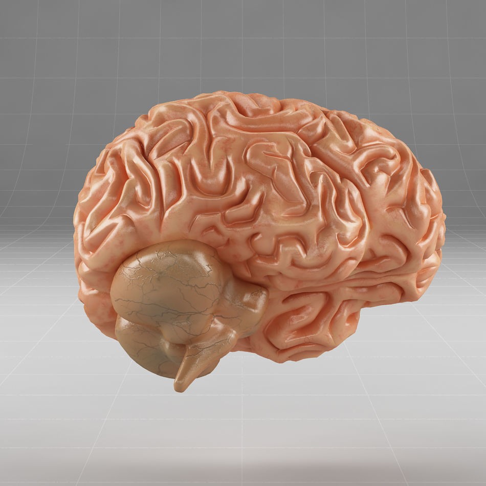 Human Brain 3D Model – Anatomical Structure, PBR Textures, FBX - View 8