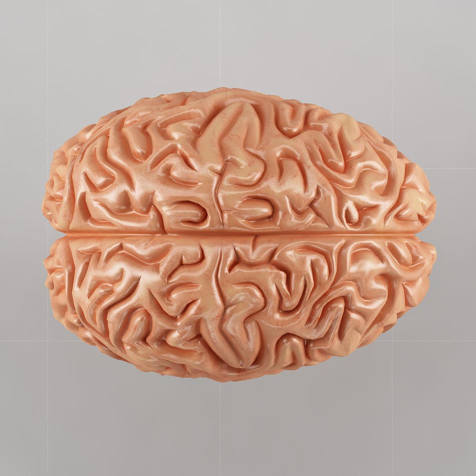 Human Brain 3D Model – Anatomical Structure, PBR Textures, FBX - View 9
