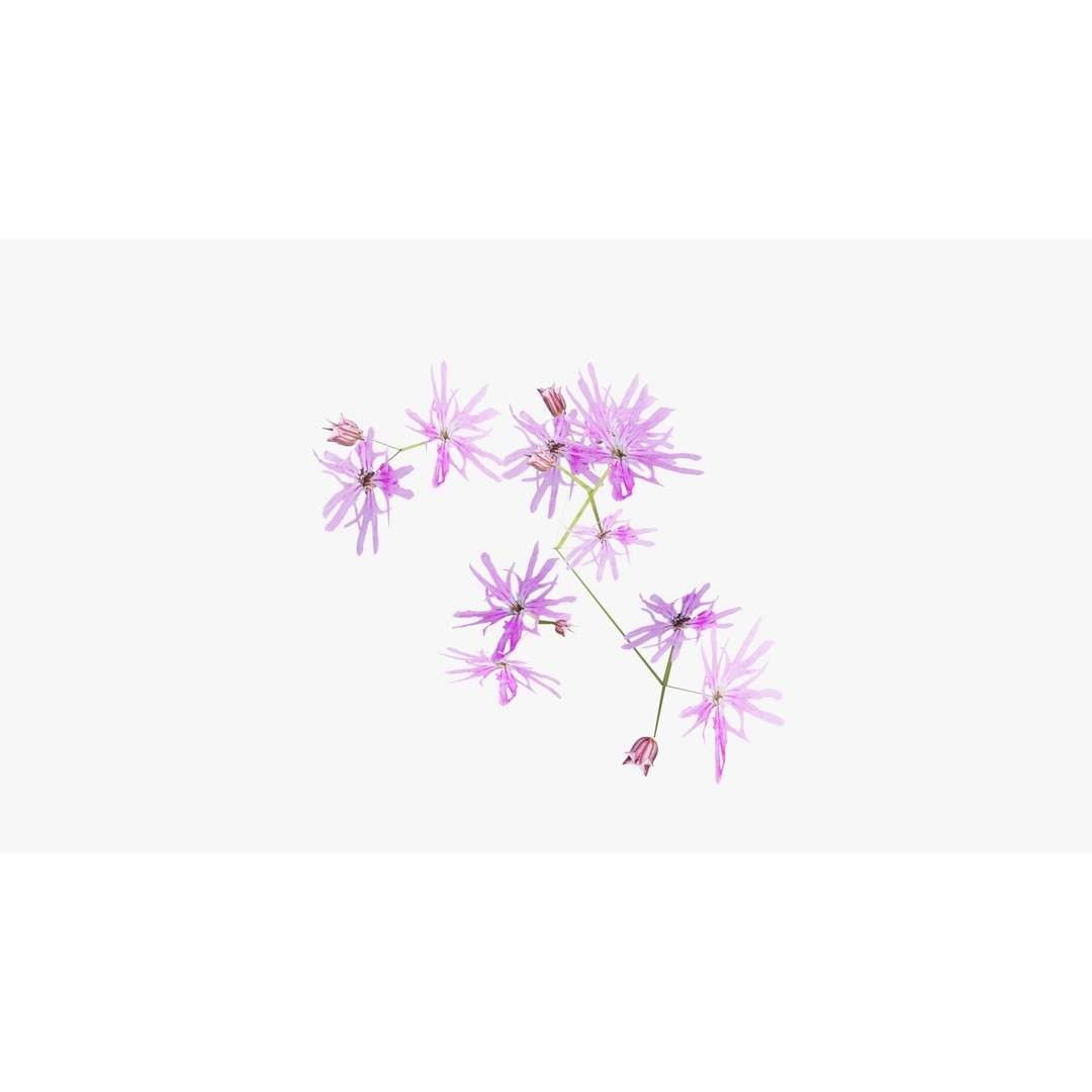 Pink Wild Flower Field 3D Model – Low Poly Scatterable Asset, Blender - View 10