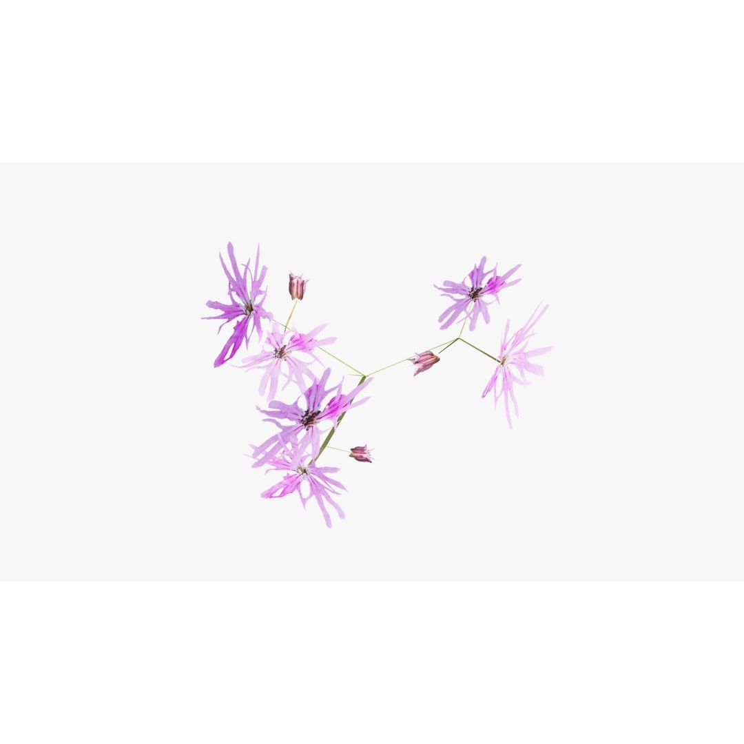 Pink Wild Flower Field 3D Model – Low Poly Scatterable Asset, Blender - View 13