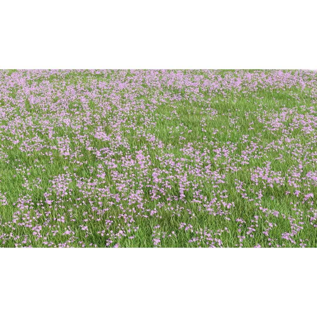 Pink Wild Flower Field 3D Model – Low Poly Scatterable Asset, Blender - View 5