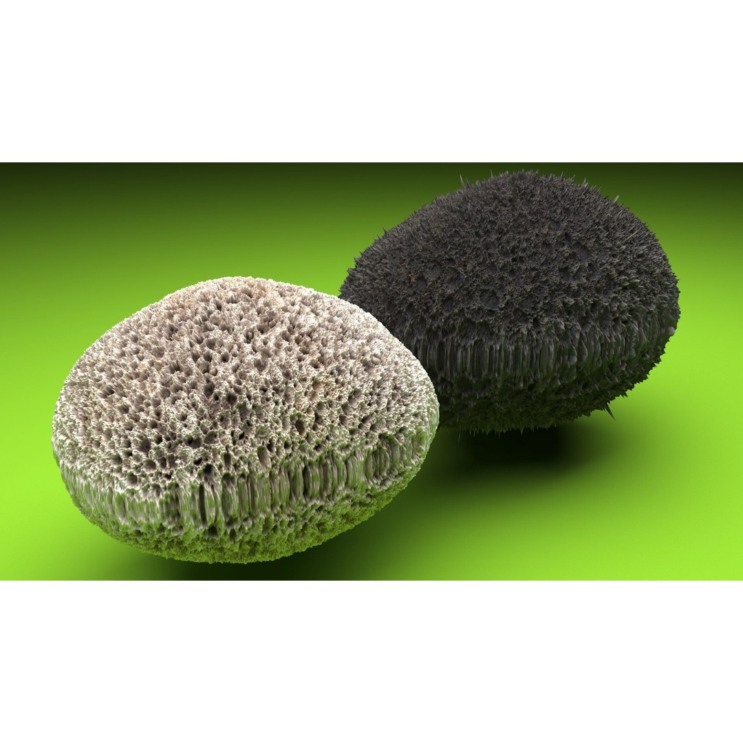 Pumice Rocks 3D Model – Textured Bath Scrubber, PBR, FBX, OBJ - View 7