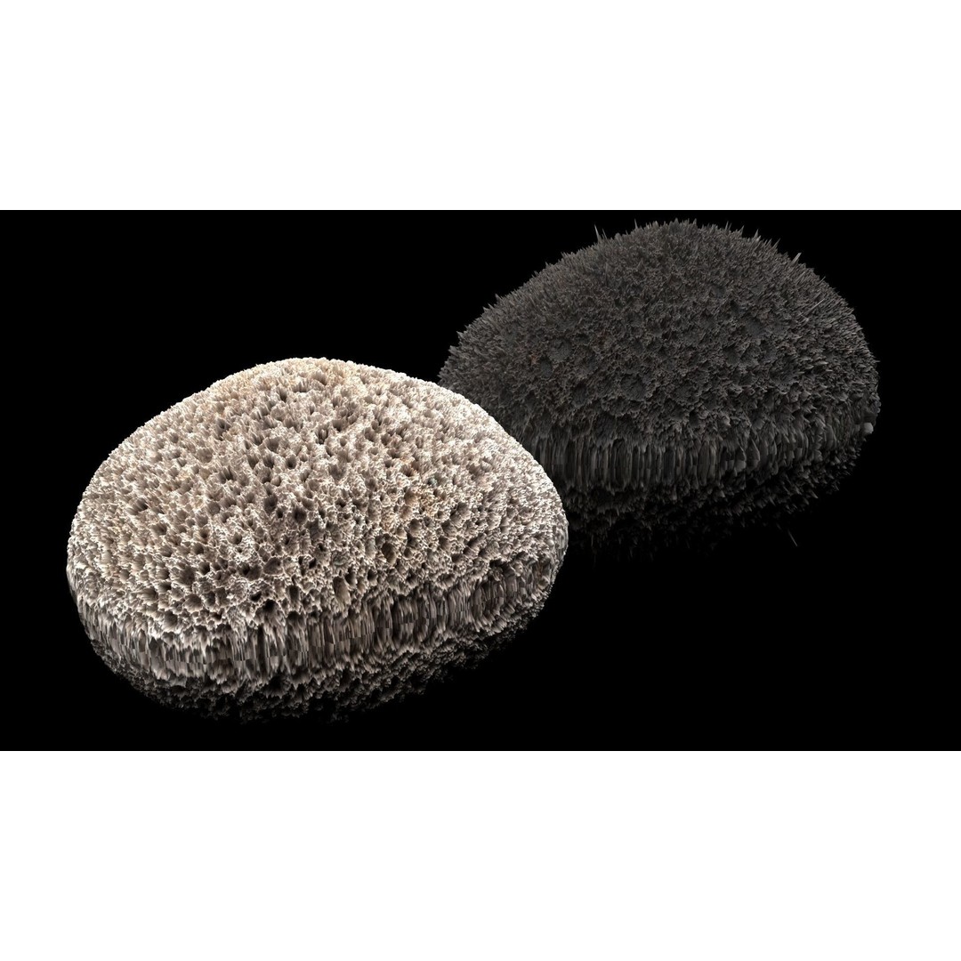 Pumice Rocks 3D Model – Textured Bath Scrubber, PBR, FBX, OBJ - View 8