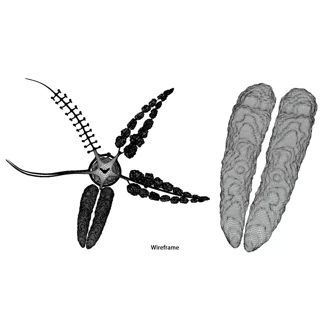 Starfish Sea Star Anatomy 3D Model – PBR Textures, FBX, OBJ, Blender