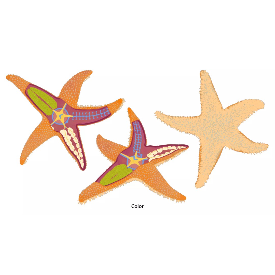 Starfish Sea Star Anatomy 3D Model – PBR Textures, FBX, OBJ, Blender - View 10