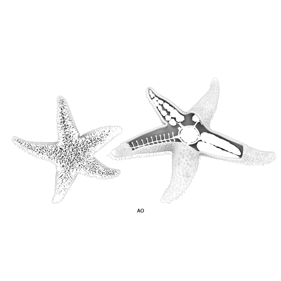 Starfish Sea Star Anatomy 3D Model – PBR Textures, FBX, OBJ, Blender - View 12