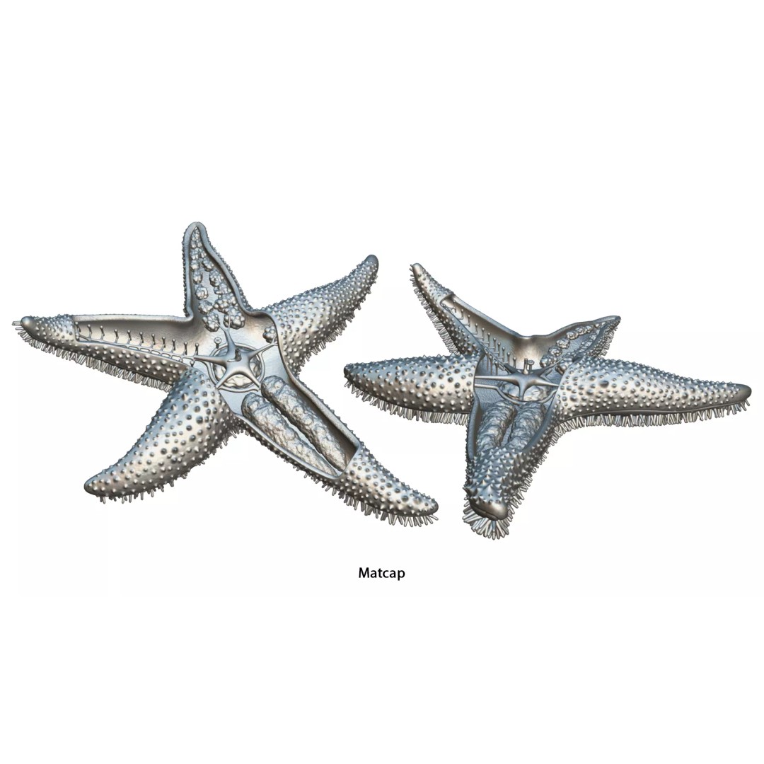 Starfish Sea Star Anatomy 3D Model – PBR Textures, FBX, OBJ, Blender - View 13