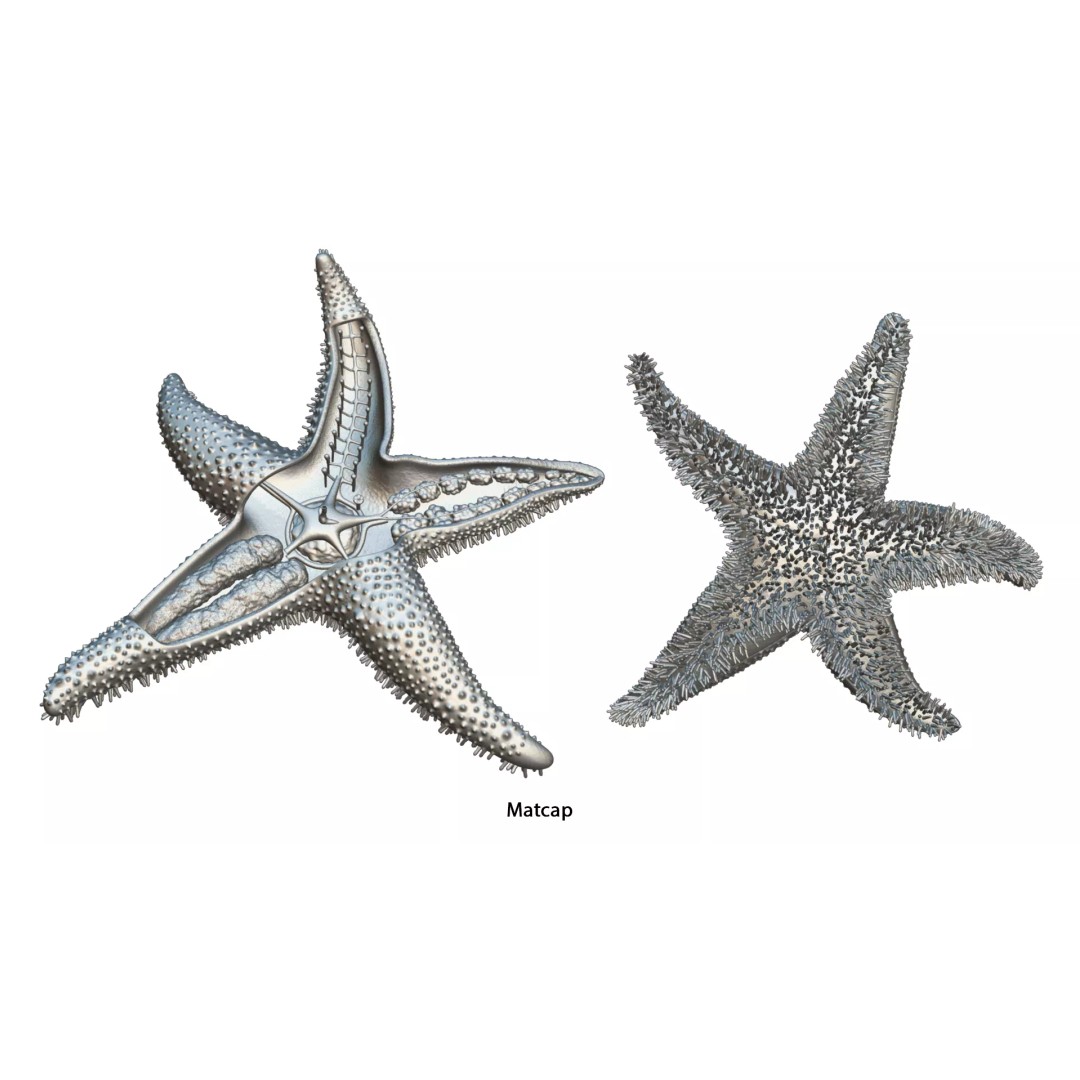 Starfish Sea Star Anatomy 3D Model – PBR Textures, FBX, OBJ, Blender - View 14