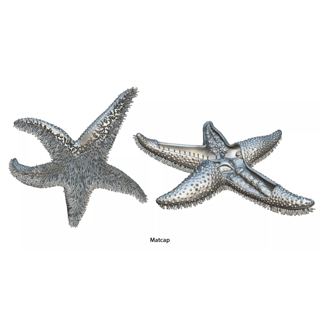 Starfish Sea Star Anatomy 3D Model – PBR Textures, FBX, OBJ, Blender - View 15