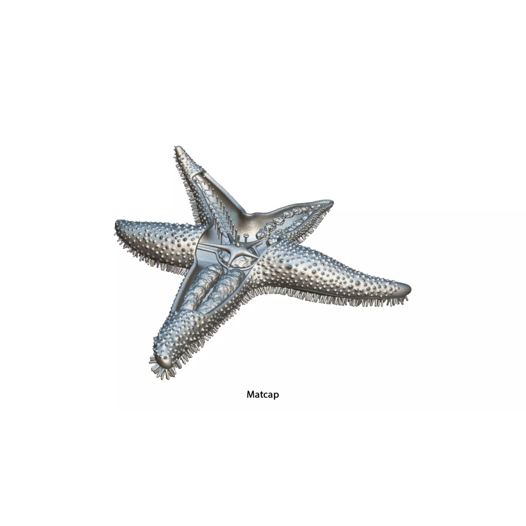 Starfish Sea Star Anatomy 3D Model – PBR Textures, FBX, OBJ, Blender - View 16