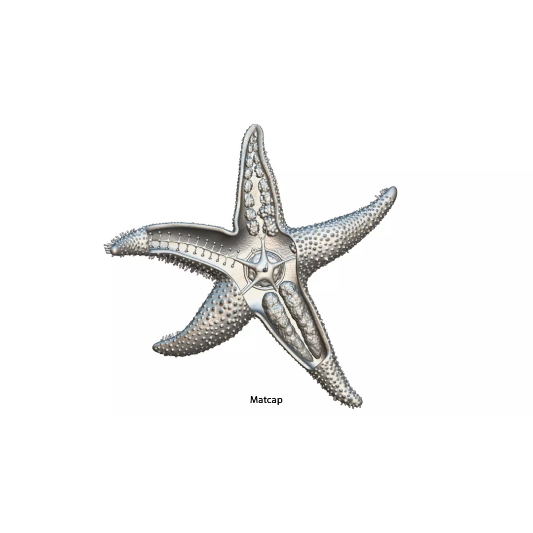 Starfish Sea Star Anatomy 3D Model – PBR Textures, FBX, OBJ, Blender - View 17
