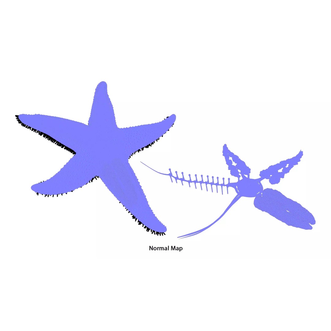 Starfish Sea Star Anatomy 3D Model – PBR Textures, FBX, OBJ, Blender - View 18