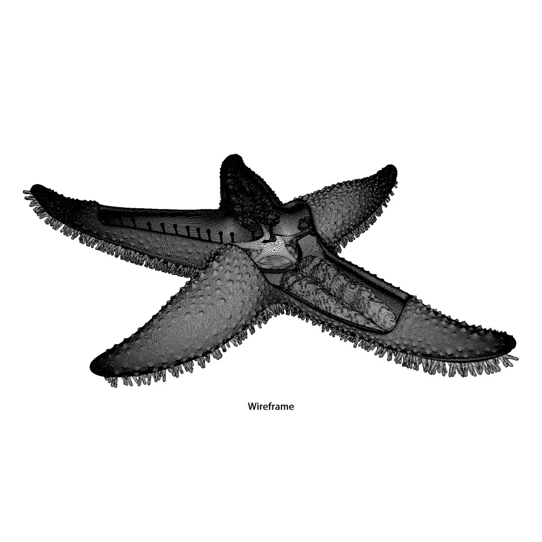 Starfish Sea Star Anatomy 3D Model – PBR Textures, FBX, OBJ, Blender - View 19