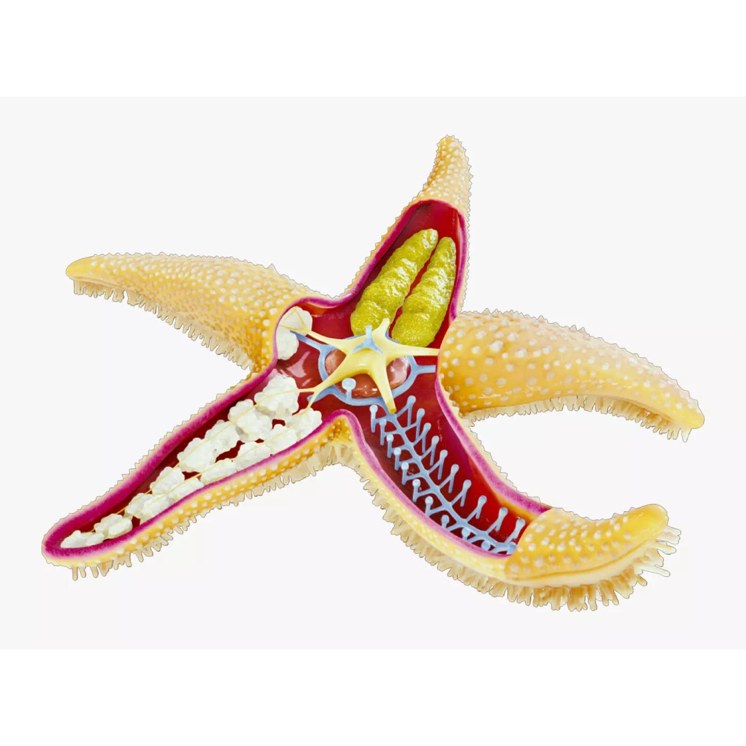 Starfish Sea Star Anatomy 3D Model – PBR Textures, FBX, OBJ, Blender - View 2