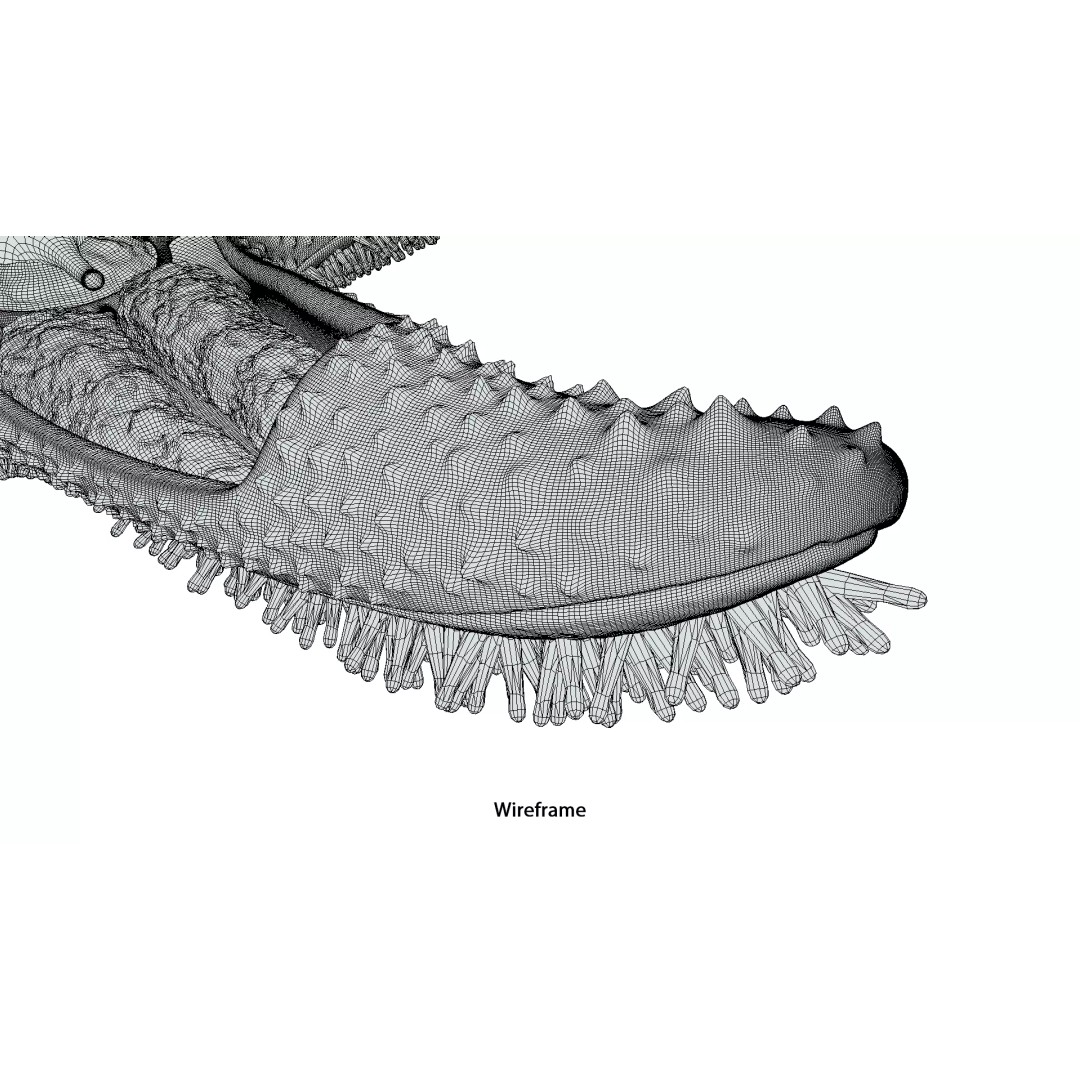 Starfish Sea Star Anatomy 3D Model – PBR Textures, FBX, OBJ, Blender - View 20