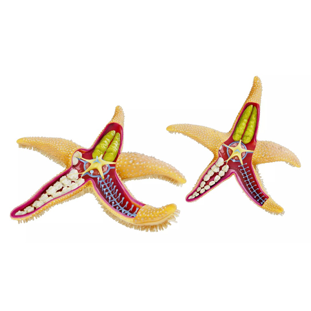 Starfish Sea Star Anatomy 3D Model – PBR Textures, FBX, OBJ, Blender - View 3