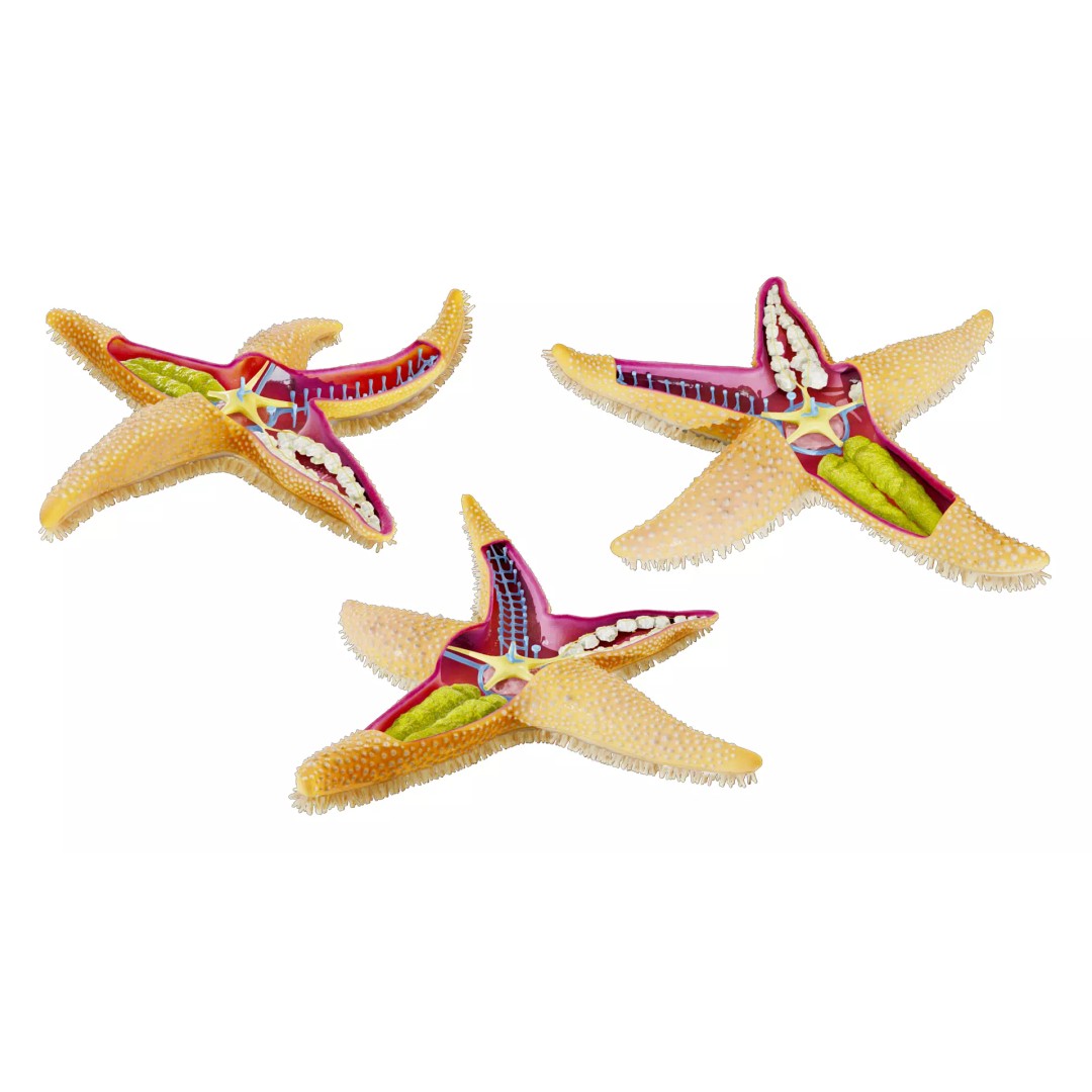 Starfish Sea Star Anatomy 3D Model – PBR Textures, FBX, OBJ, Blender - View 4