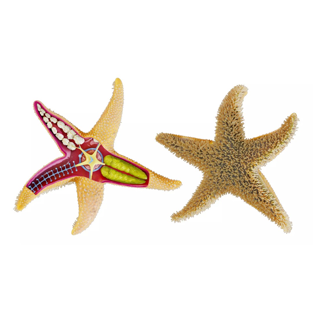 Starfish Sea Star Anatomy 3D Model – PBR Textures, FBX, OBJ, Blender - View 5