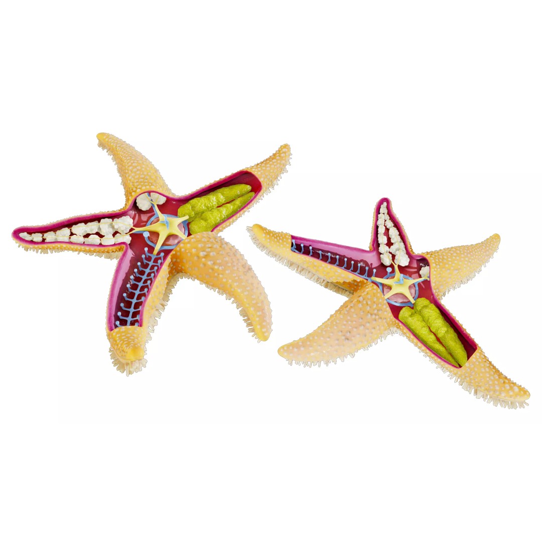 Starfish Sea Star Anatomy 3D Model – PBR Textures, FBX, OBJ, Blender - View 6