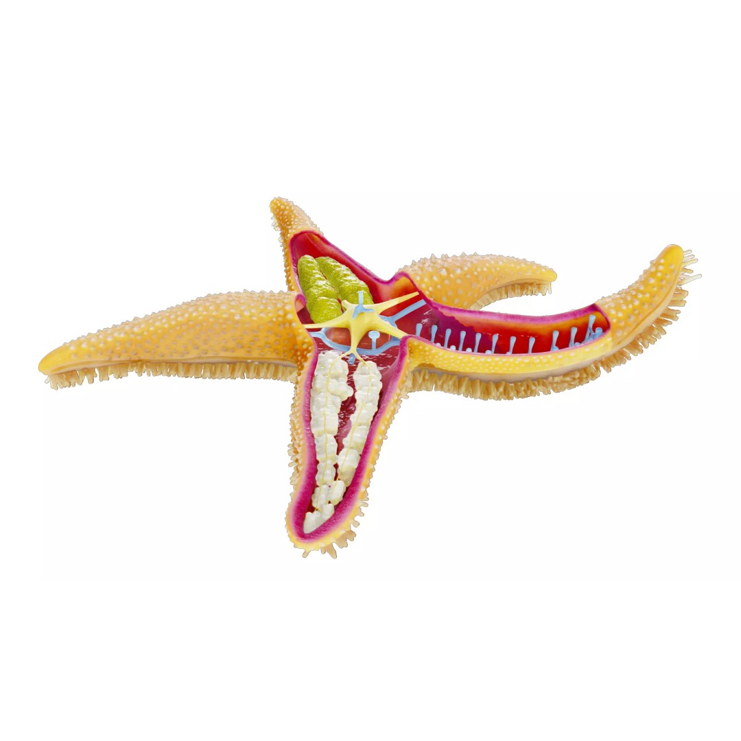 Starfish Sea Star Anatomy 3D Model – PBR Textures, FBX, OBJ, Blender - View 7