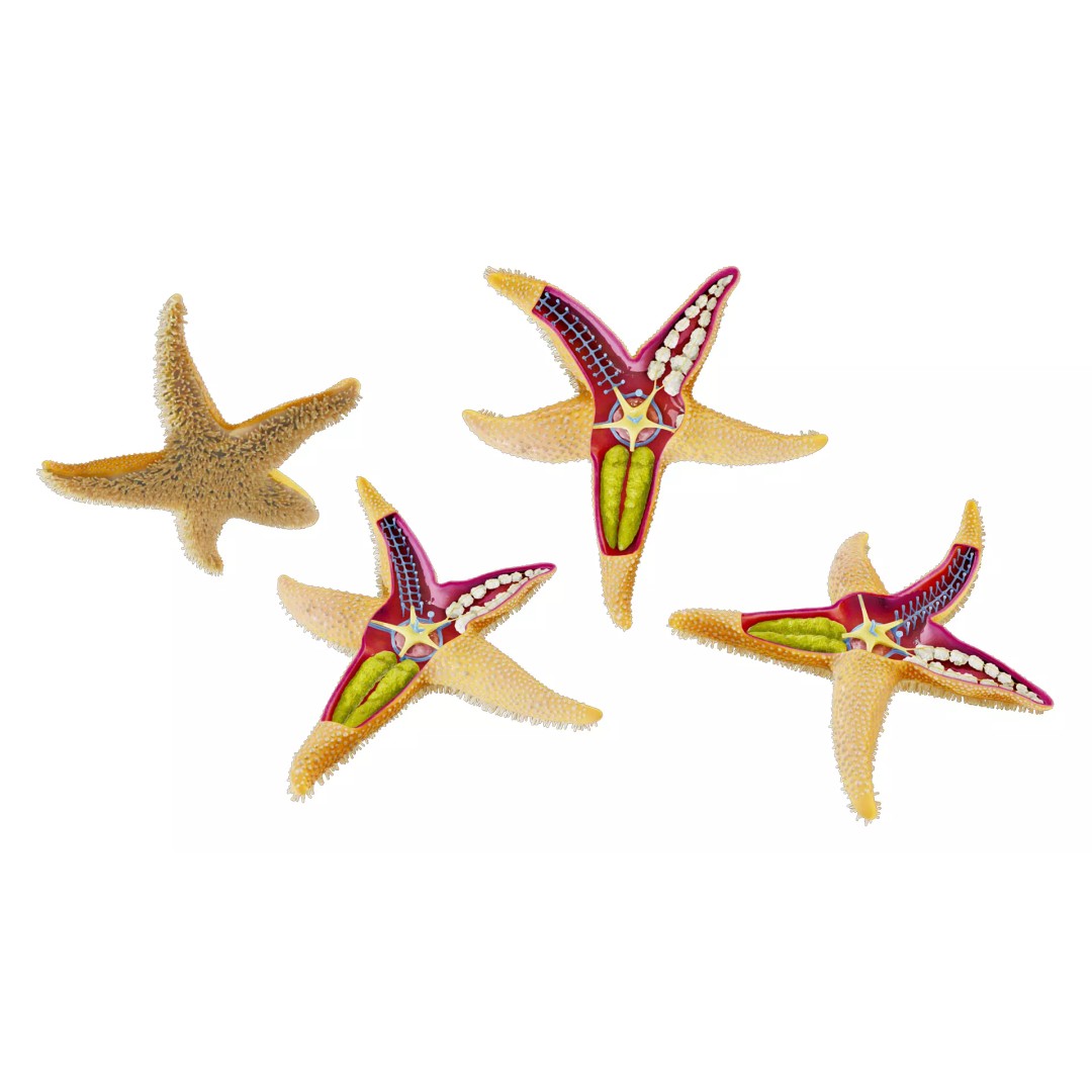 Starfish Sea Star Anatomy 3D Model – PBR Textures, FBX, OBJ, Blender - View 8