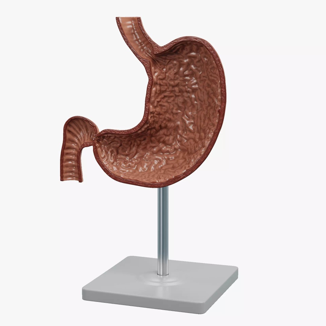 Cross-Sectional Stomach 3D Model – Educational Anatomy with Stand