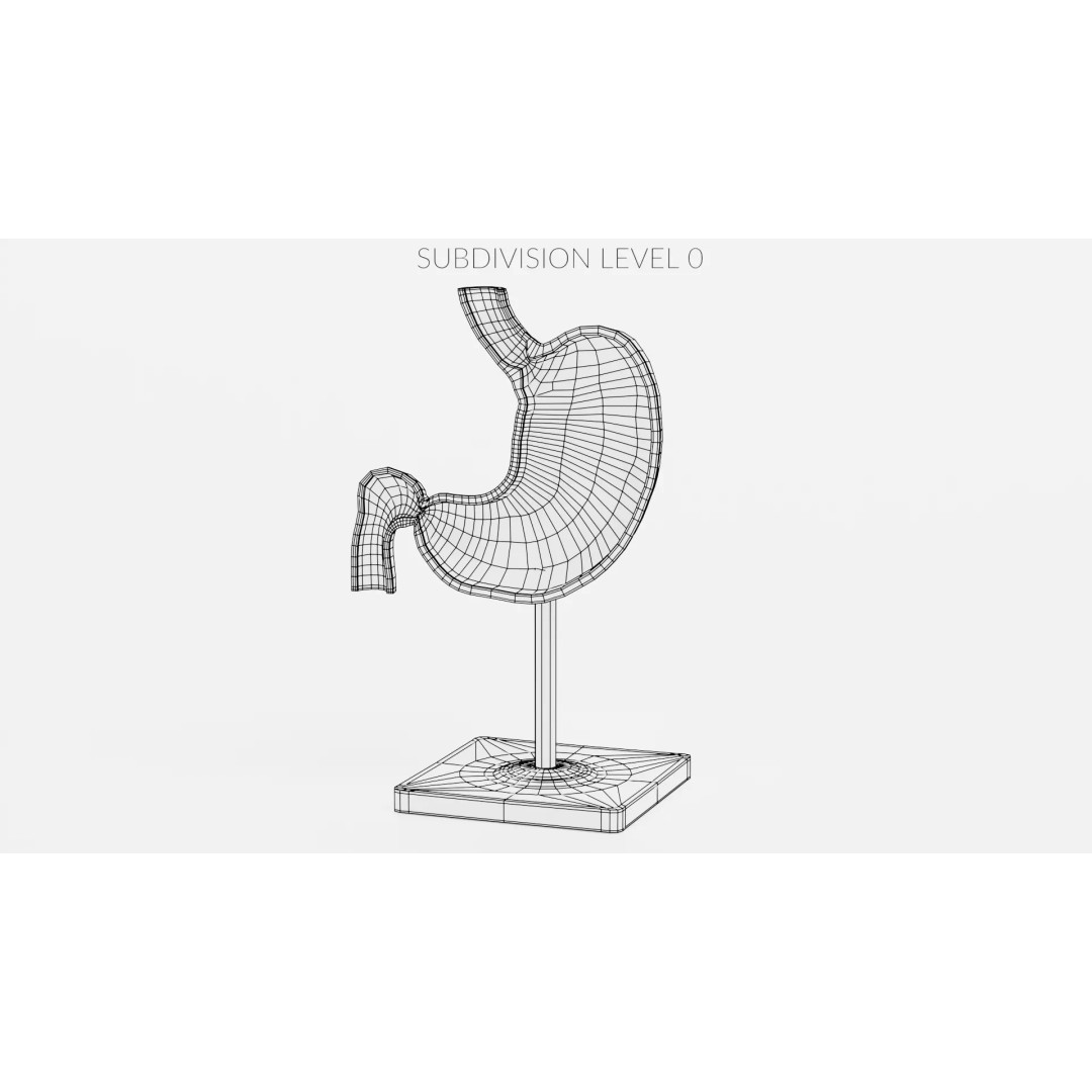 Cross-Sectional Stomach 3D Model – Educational Anatomy with Stand - View 10