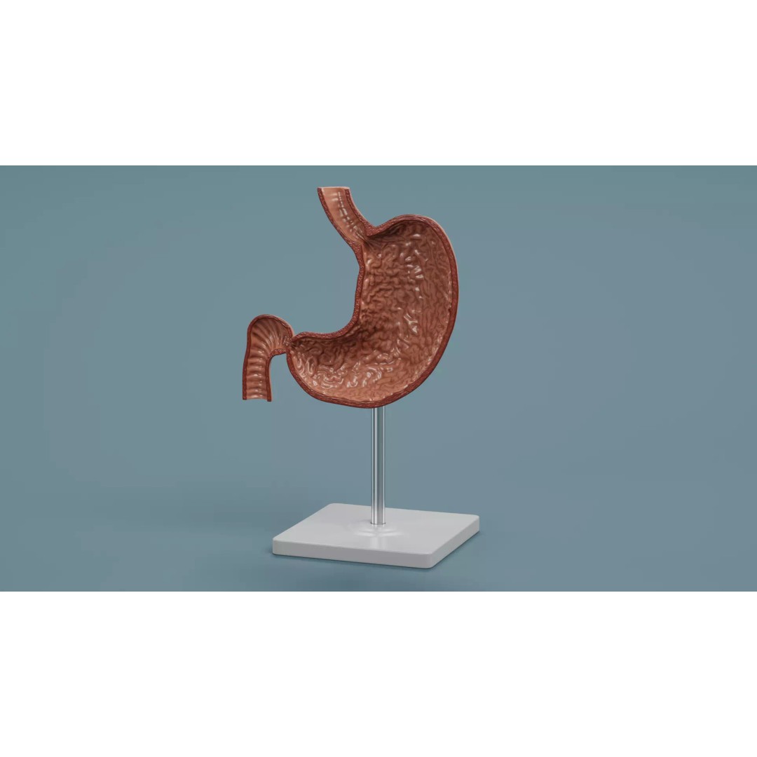 Cross-Sectional Stomach 3D Model – Educational Anatomy with Stand - View 2