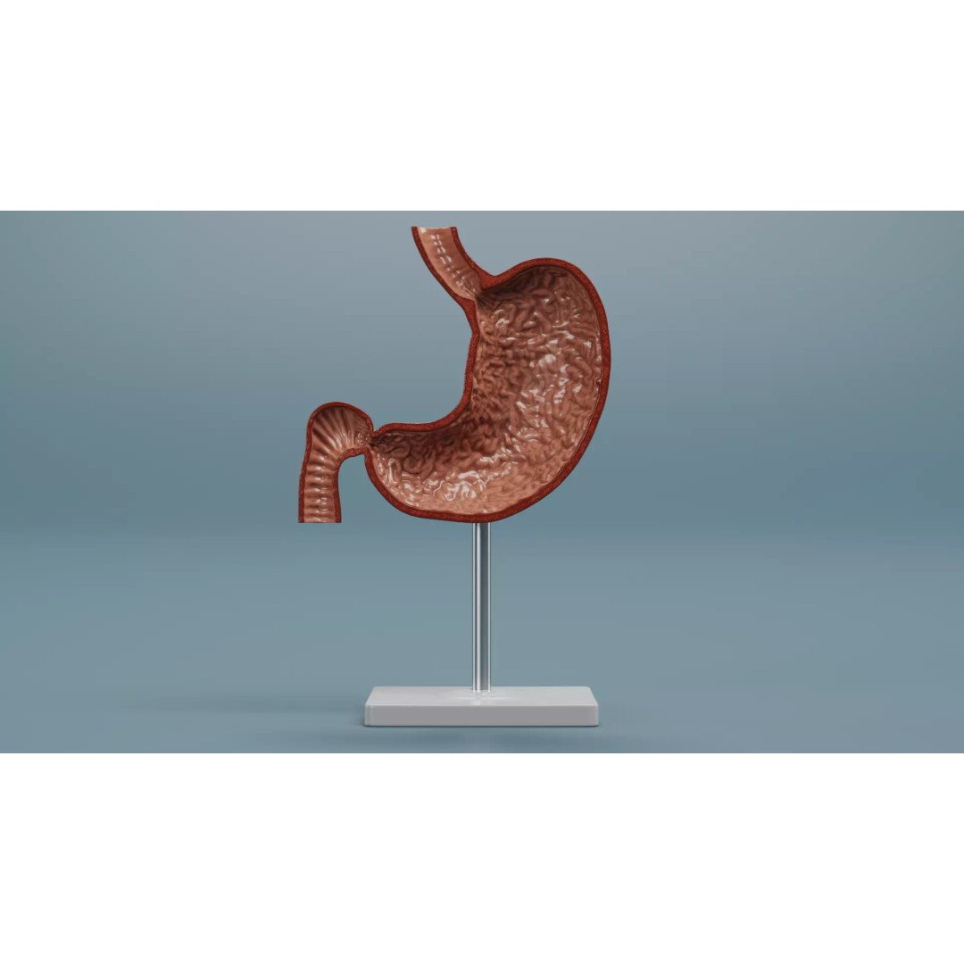 Cross-Sectional Stomach 3D Model – Educational Anatomy with Stand - View 3