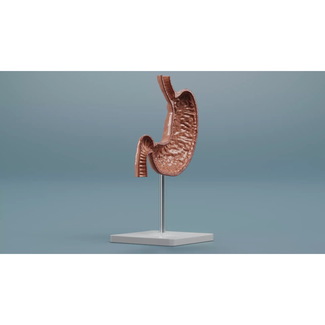 Cross-Sectional Stomach 3D Model – Educational Anatomy with Stand - View 4