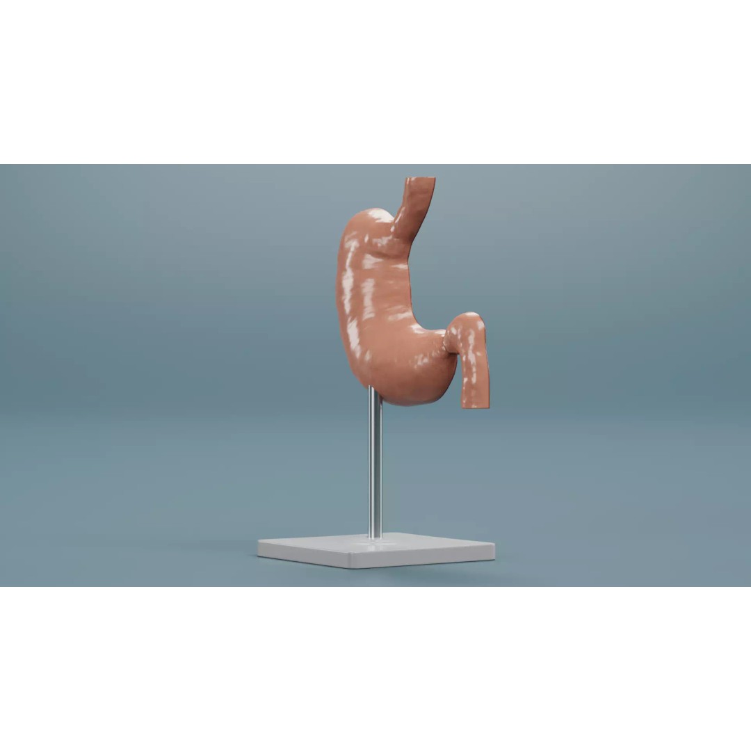 Cross-Sectional Stomach 3D Model – Educational Anatomy with Stand - View 5
