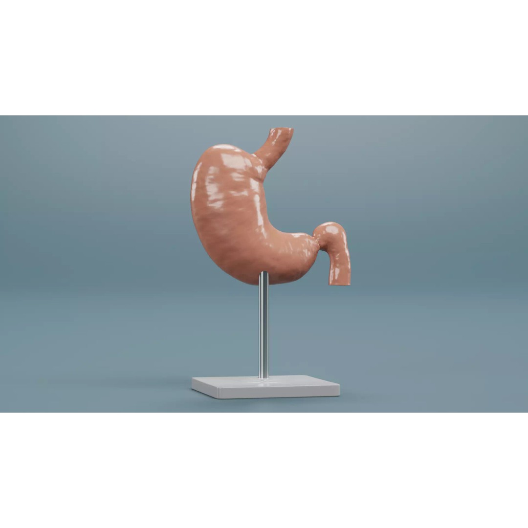Cross-Sectional Stomach 3D Model – Educational Anatomy with Stand - View 6