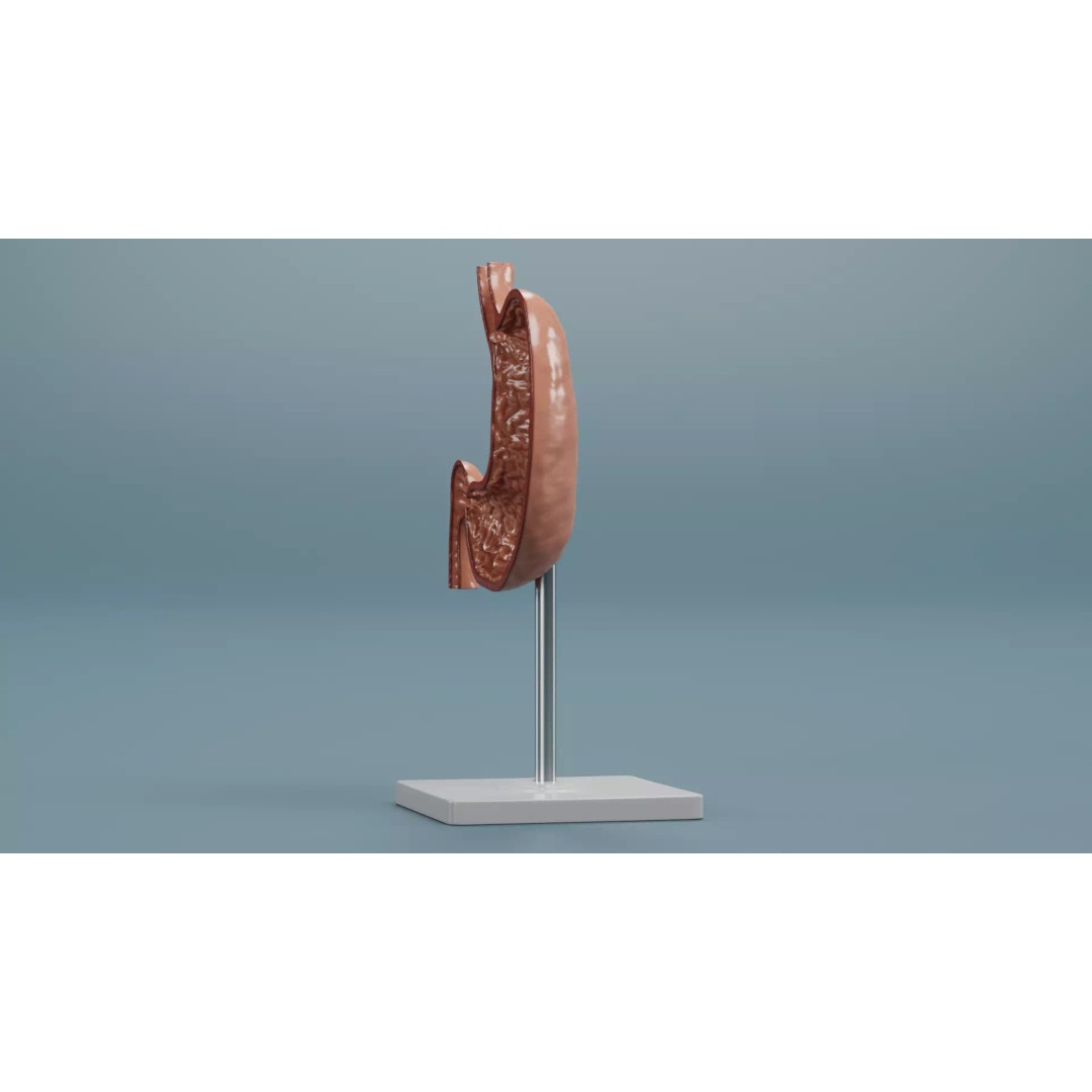Cross-Sectional Stomach 3D Model – Educational Anatomy with Stand - View 7