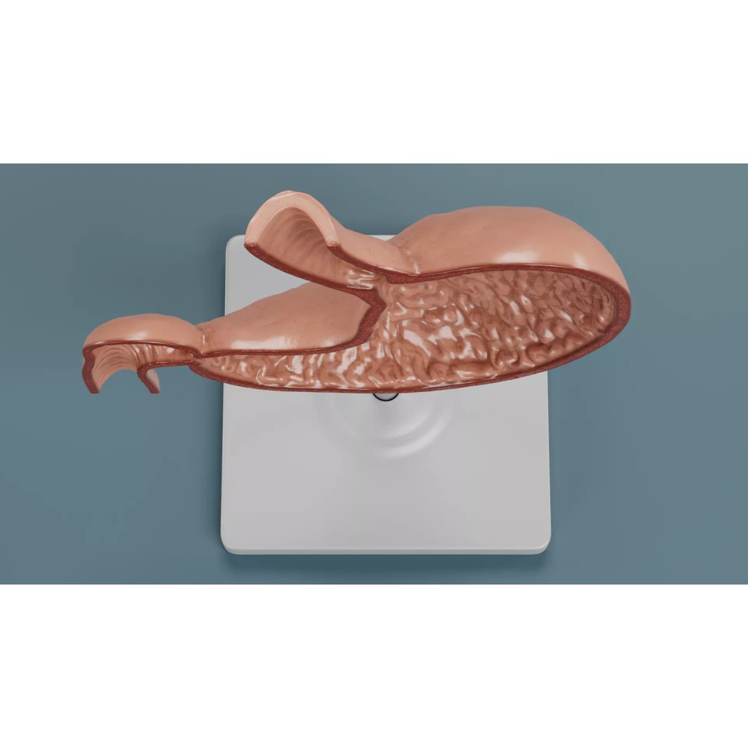 Cross-Sectional Stomach 3D Model – Educational Anatomy with Stand - View 8