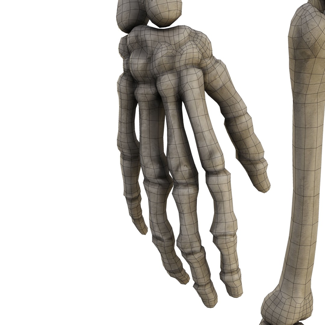 Human Skeleton 3D Model – Low Poly Anatomical Game Asset, FBX, OBJ
