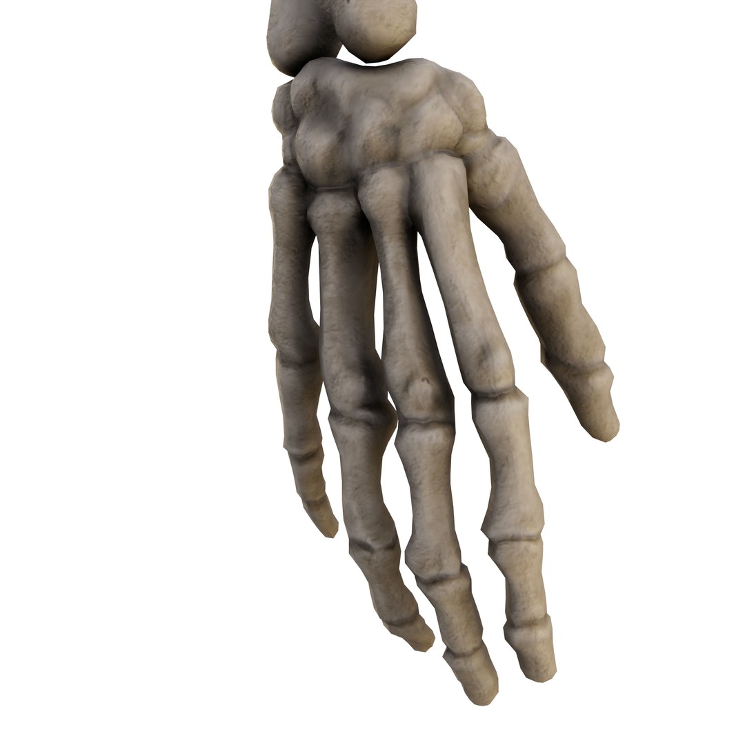 Human Skeleton 3D Model – Low Poly Anatomical Game Asset, FBX, OBJ - View 10