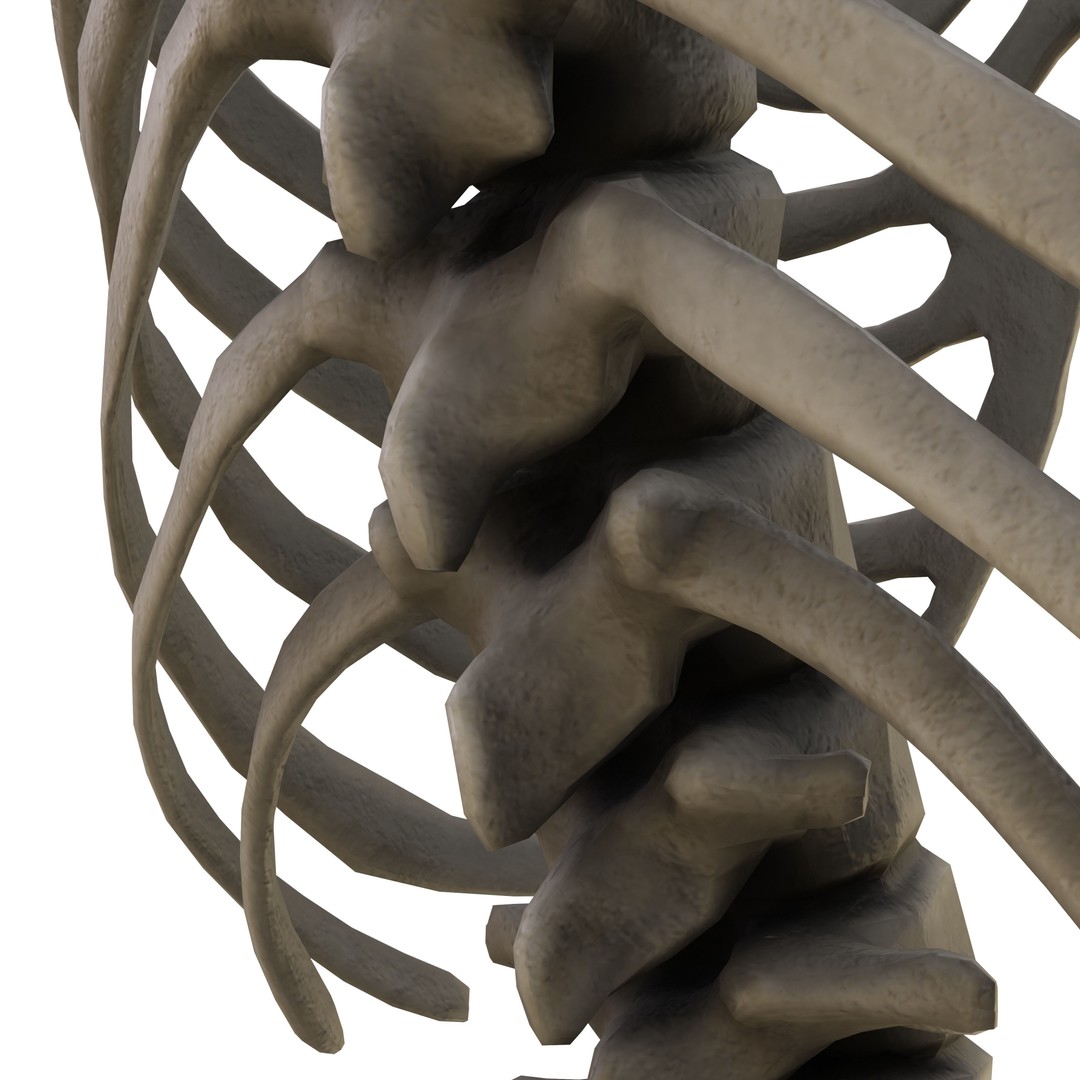 Human Skeleton 3D Model – Low Poly Anatomical Game Asset, FBX, OBJ - View 11