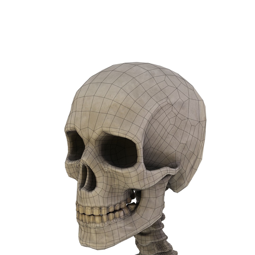 Human Skeleton 3D Model – Low Poly Anatomical Game Asset, FBX, OBJ - View 13