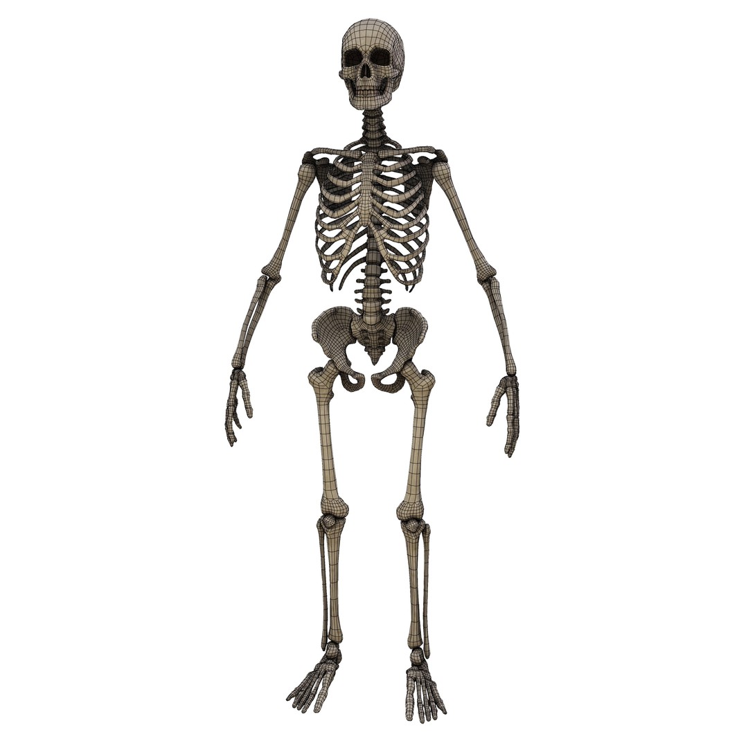 Human Skeleton 3D Model – Low Poly Anatomical Game Asset, FBX, OBJ - View 14