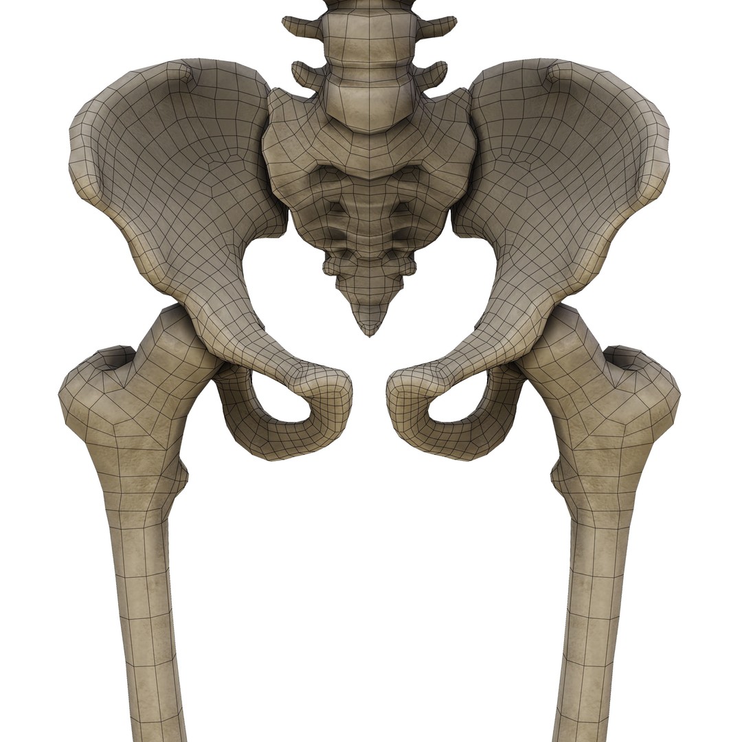 Human Skeleton 3D Model – Low Poly Anatomical Game Asset, FBX, OBJ - View 15
