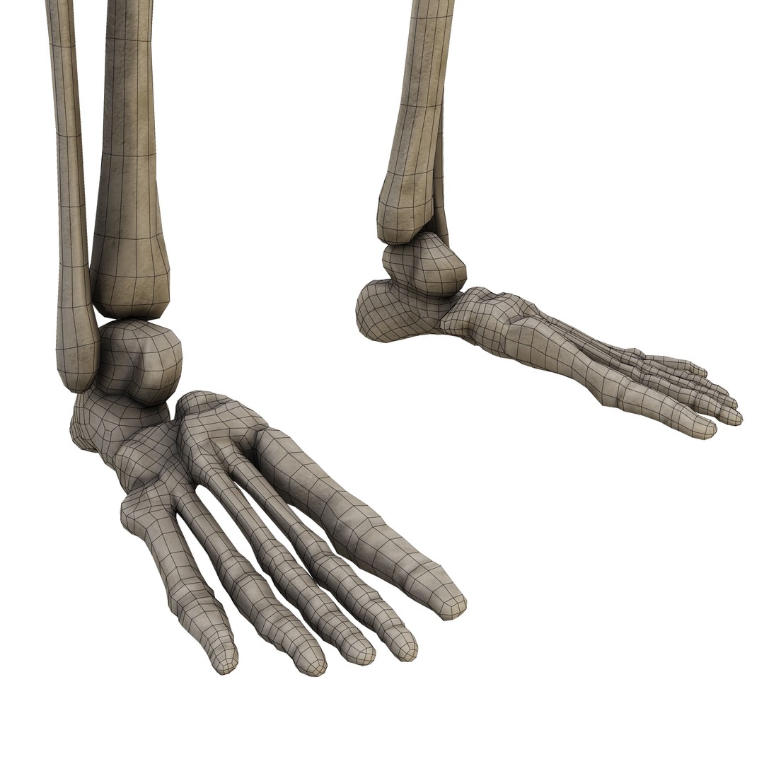 Human Skeleton 3D Model – Low Poly Anatomical Game Asset, FBX, OBJ - View 16