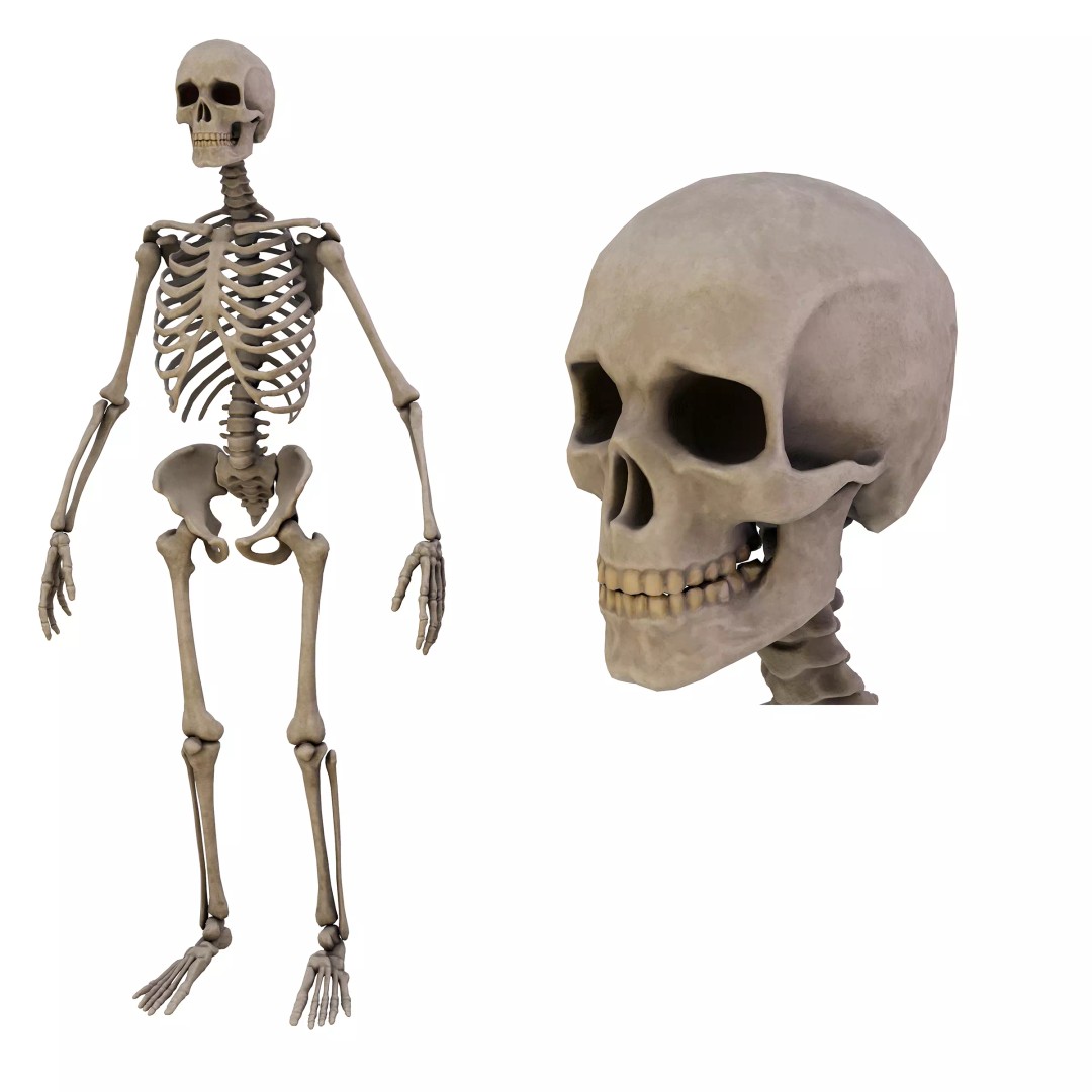 Human Skeleton 3D Model – Low Poly Anatomical Game Asset, FBX, OBJ - View 2