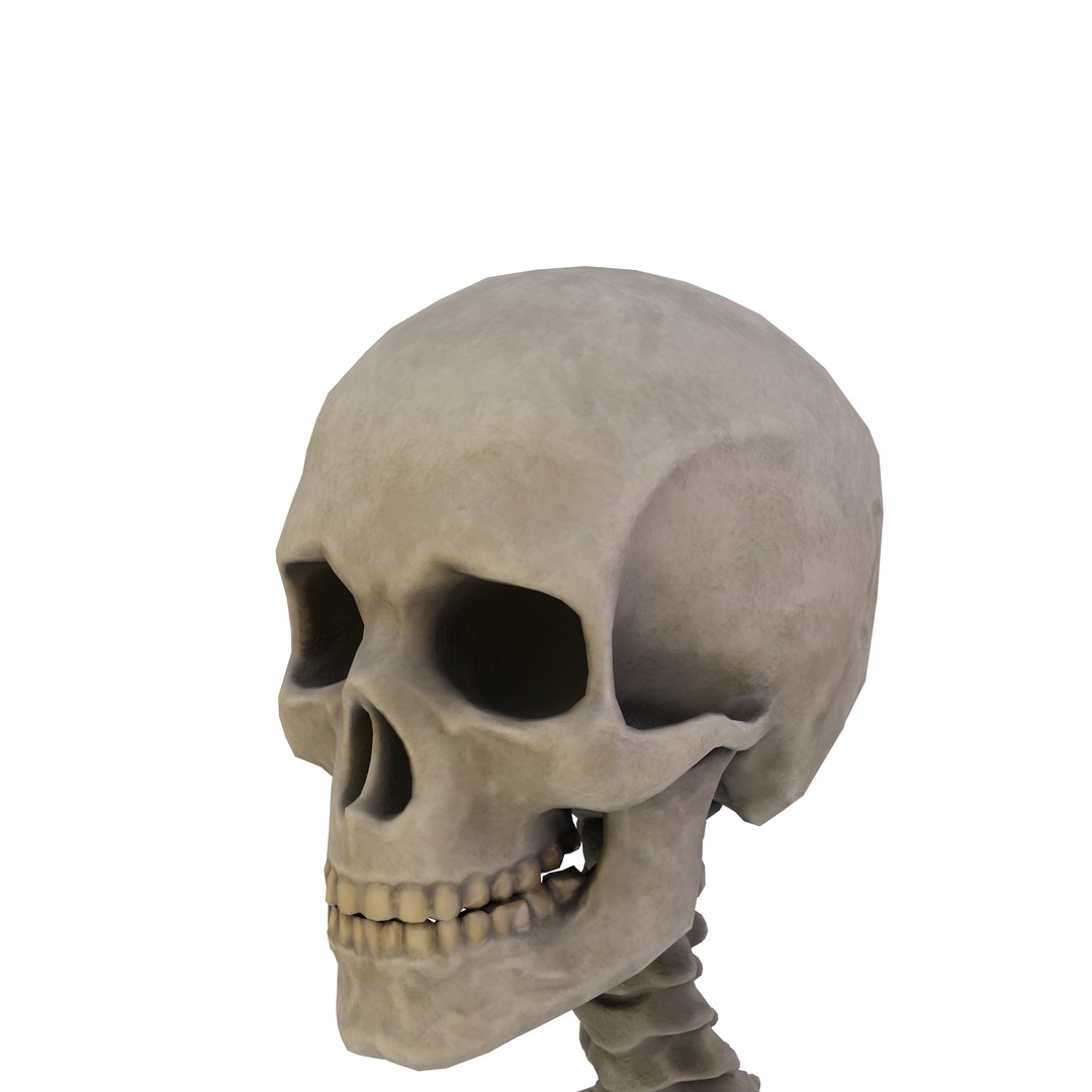 Human Skeleton 3D Model – Low Poly Anatomical Game Asset, FBX, OBJ - View 3