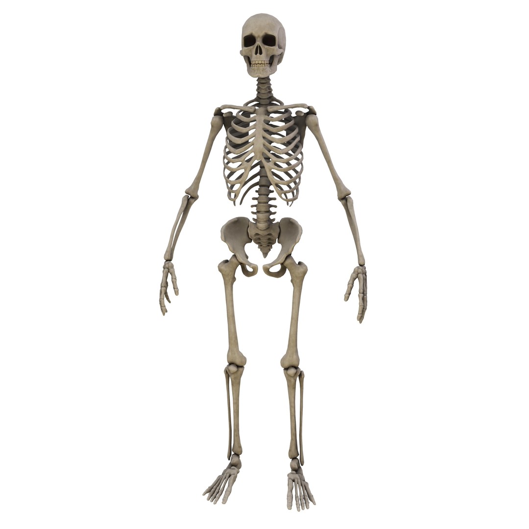 Human Skeleton 3D Model – Low Poly Anatomical Game Asset, FBX, OBJ - View 4