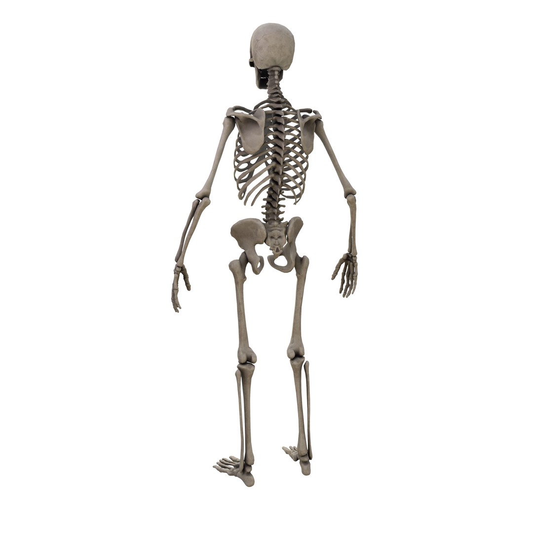 Human Skeleton 3D Model – Low Poly Anatomical Game Asset, FBX, OBJ - View 5