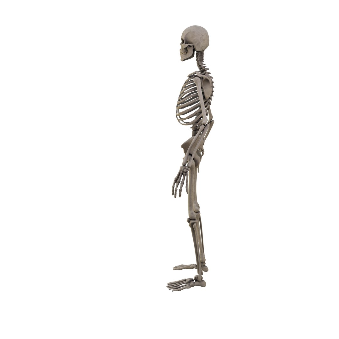 Human Skeleton 3D Model – Low Poly Anatomical Game Asset, FBX, OBJ - View 6